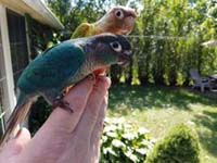 birds.